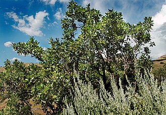 Gambel Oak (Quercus gambelii)