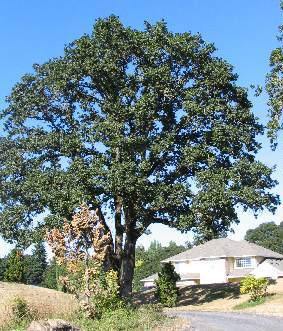 Oregon White Oak (Quercus garryana)