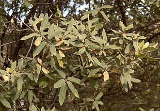 Gray Oak (Quercus grisea)
