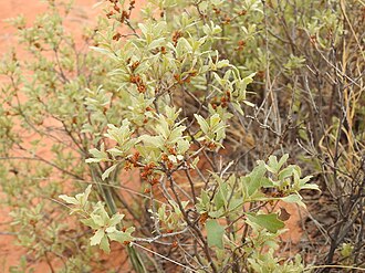 Havard Shin Oak (Quercus havardii)