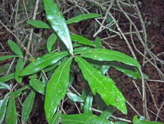 Darlington Oak (Quercus hemisphaerica)