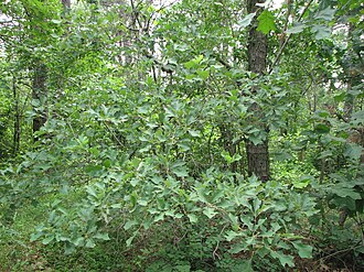 Bear Oak (Quercus ilicifolia)