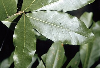 Shingle Oak (Quercus imbricaria)