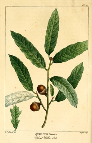 Bluejack Oak (Quercus incana)
