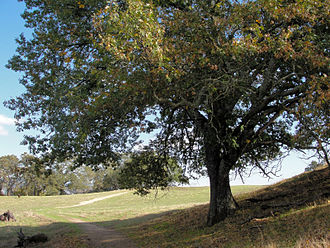 California Black Oak (Quercus kelloggii)