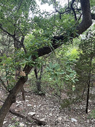 Lacey Oak (Quercus laceyi)