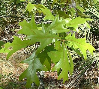 Turkey Oak (Quercus laevis)