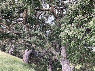 Valley Oak (Quercus lobata)
