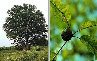 Overcup Oak (Quercus lyrata)