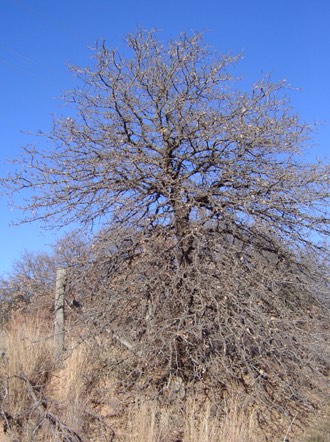 Blackjack Oak (Quercus marilandica)