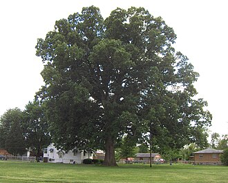 Swamp Chestnut Oak (Quercus michauxii)