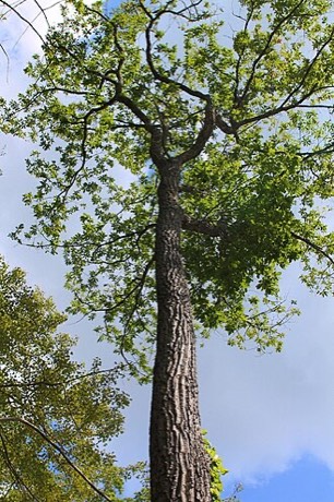 Chestnut Oak (Quercus montana)