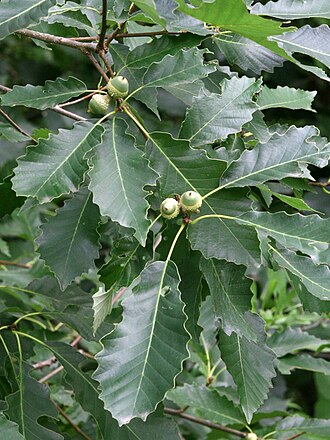 Chinkapin Oak (Quercus muehlenbergii)