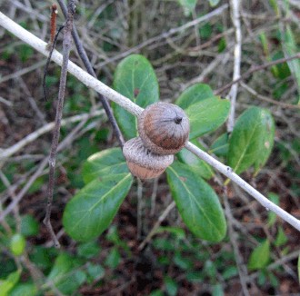 Myrtle Oak (Quercus myrtifolia)