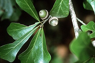 Water Oak (Quercus nigra)