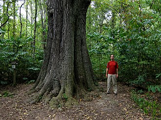 Cherrybark Oak (Quercus pagoda)