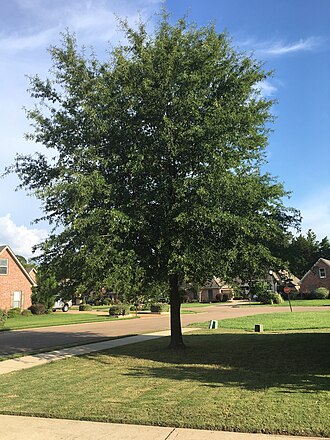 Willow Oak (Quercus phellos)