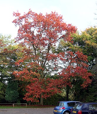 Northern Red Oak (Quercus rubra)