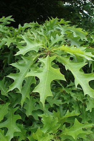 Nuttall Oak (Quercus texana)