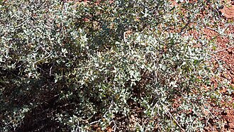 Sonoran Scrub Oak (Quercus turbinella)