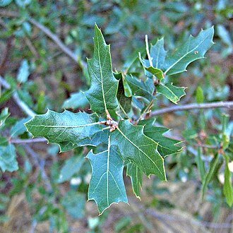 Vasey Shin Oak (Quercus vaseyana)