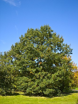 Black Oak (Quercus velutina)