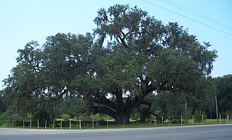Live Oak (Quercus virginiana)