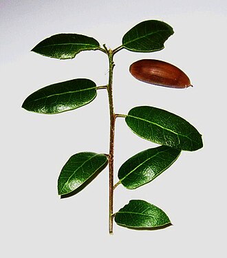 Interior Live Oak (Quercus wislizeni)