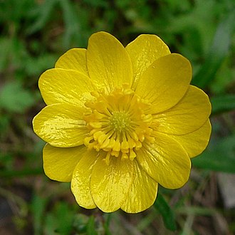 California Buttercup (Ranunculus californicus)