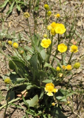 Heartleaf Buttercup (Ranunculus cardiophyllus)
