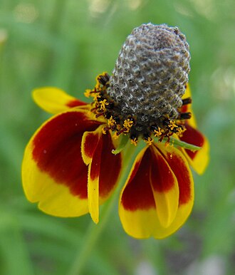 Mexican Hat (Ratibida columnifera)