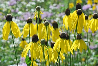 Gray-headed Coneflower (Ratibida pinnata)