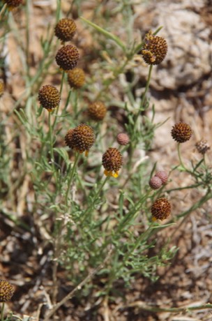 Green Prairie Coneflower (Ratibida tagetes)
