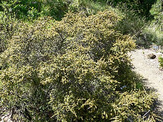 Redberry Buckthorn (Rhamnus crocea)