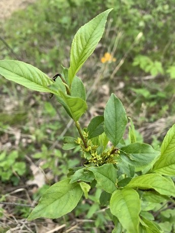 Lanceleaf Buckthorn (Rhamnus lanceolata)