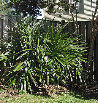 Needle Palm (Rhapidophyllum hystrix)