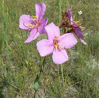 Savanna Meadow Beauty (Rhexia alifanus)