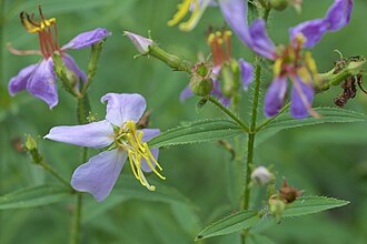 Maryland Meadow Beauty (Rhexia mariana)