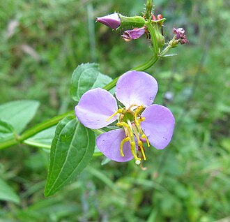 Virginia Meadow Beauty (Rhexia virginica)