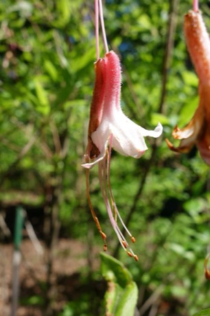Alabama Azalea (Rhododendron alabamense)