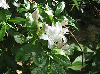 Sweet Azalea (Rhododendron arborescens)