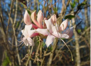 Coastal Azalea (Rhododendron atlanticum)