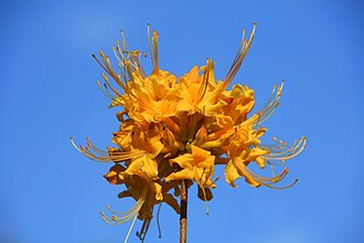 Florida Flame Azalea (Rhododendron austrinum)
