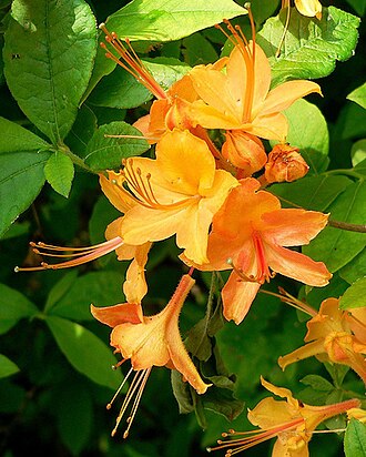 Flame Azalea (Rhododendron calendulaceum)
