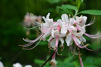 Piedmont Azalea (Rhododendron canescens)