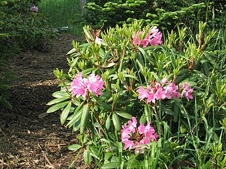 Catawba Rosebay (Rhododendron catawbiense)