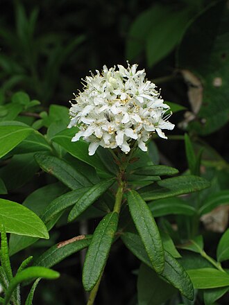 Labrador Tea (Rhododendron groenlandicum)