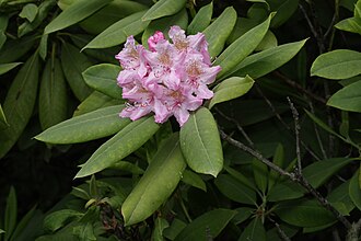 Pacific Rhododendron (Rhododendron macrophyllum)
