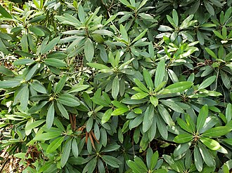 Great Rhododendron (Rhododendron maximum)