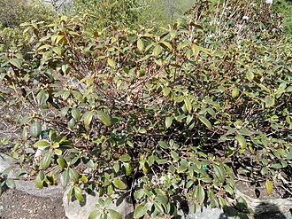Piedmont Rhododendron (Rhododendron minus)